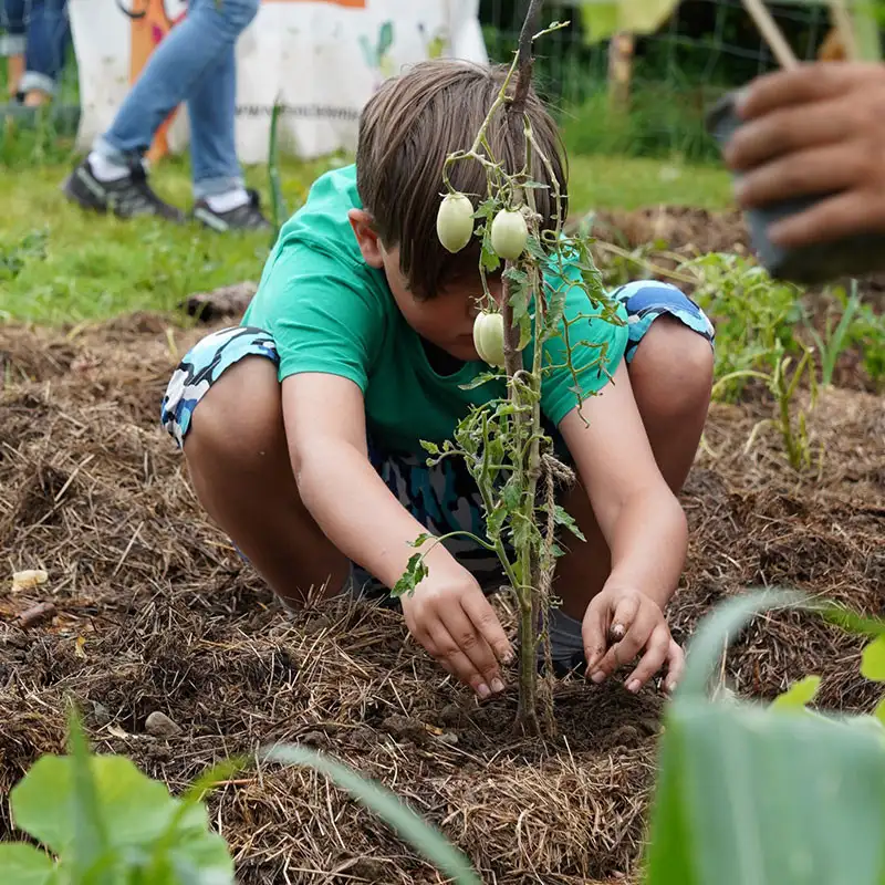 Sustainable development, healthy eating and self-efficacy – school gardens teach all of these things Kid with plant